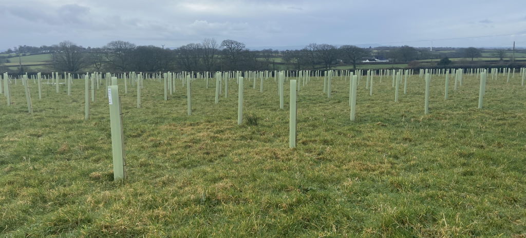 Units Online tree planting